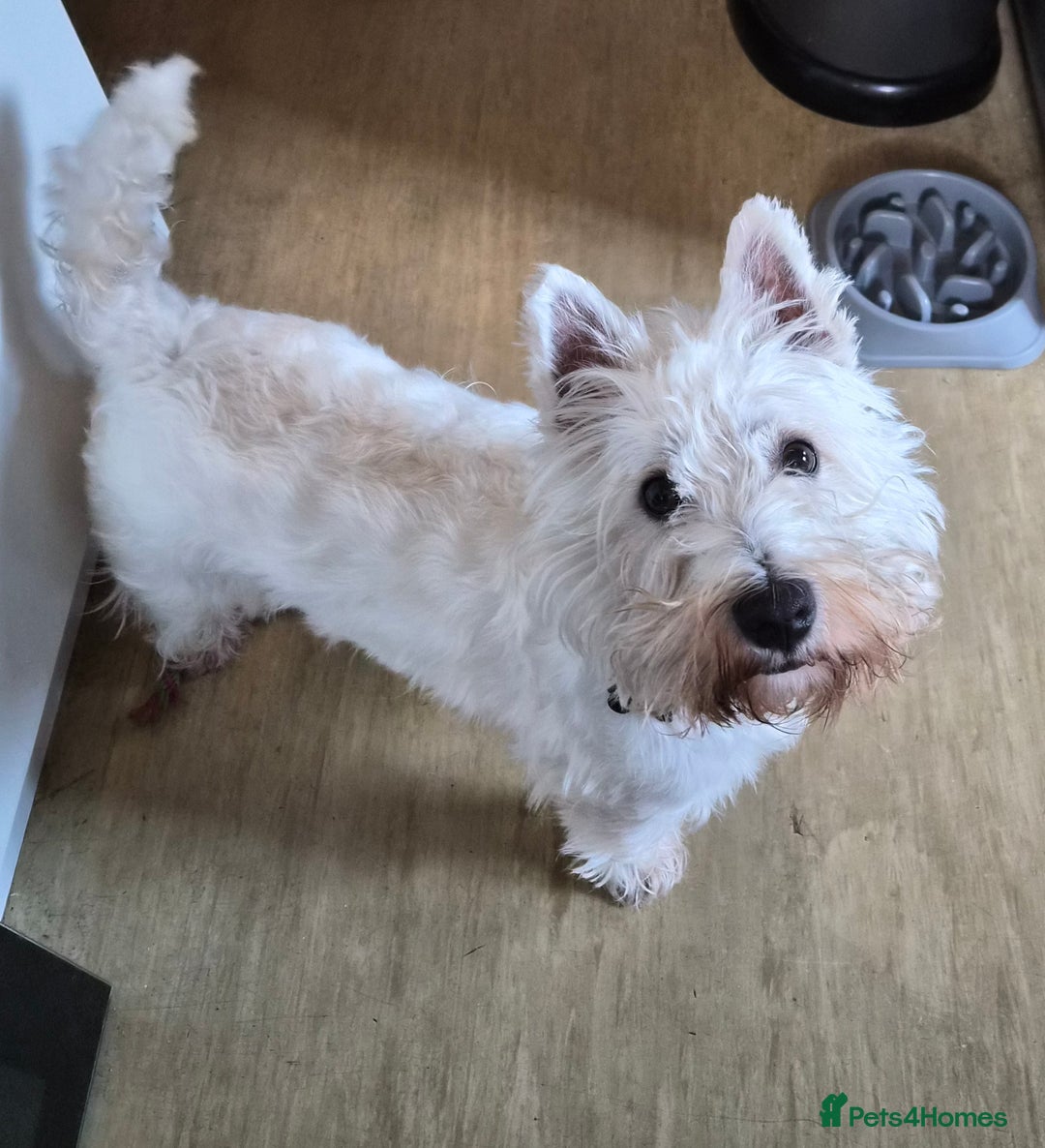 West Highland Terrier dogs for sale: Westie for sale £750 no offers. - Image 4