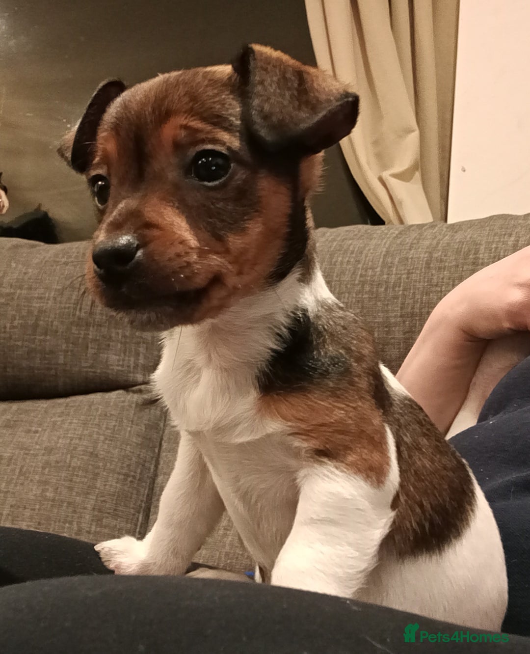 Jack Russell dogs for sale: Pick of the litter. Jack Russell girl - Advert 23