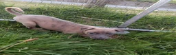 Whippet dogs for sale: 8 stunning puppies  in Okehampton - Advert 9