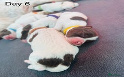 English Springer Spaniel dogs for sale: KC Quality English Springer Spaniels - Image 32