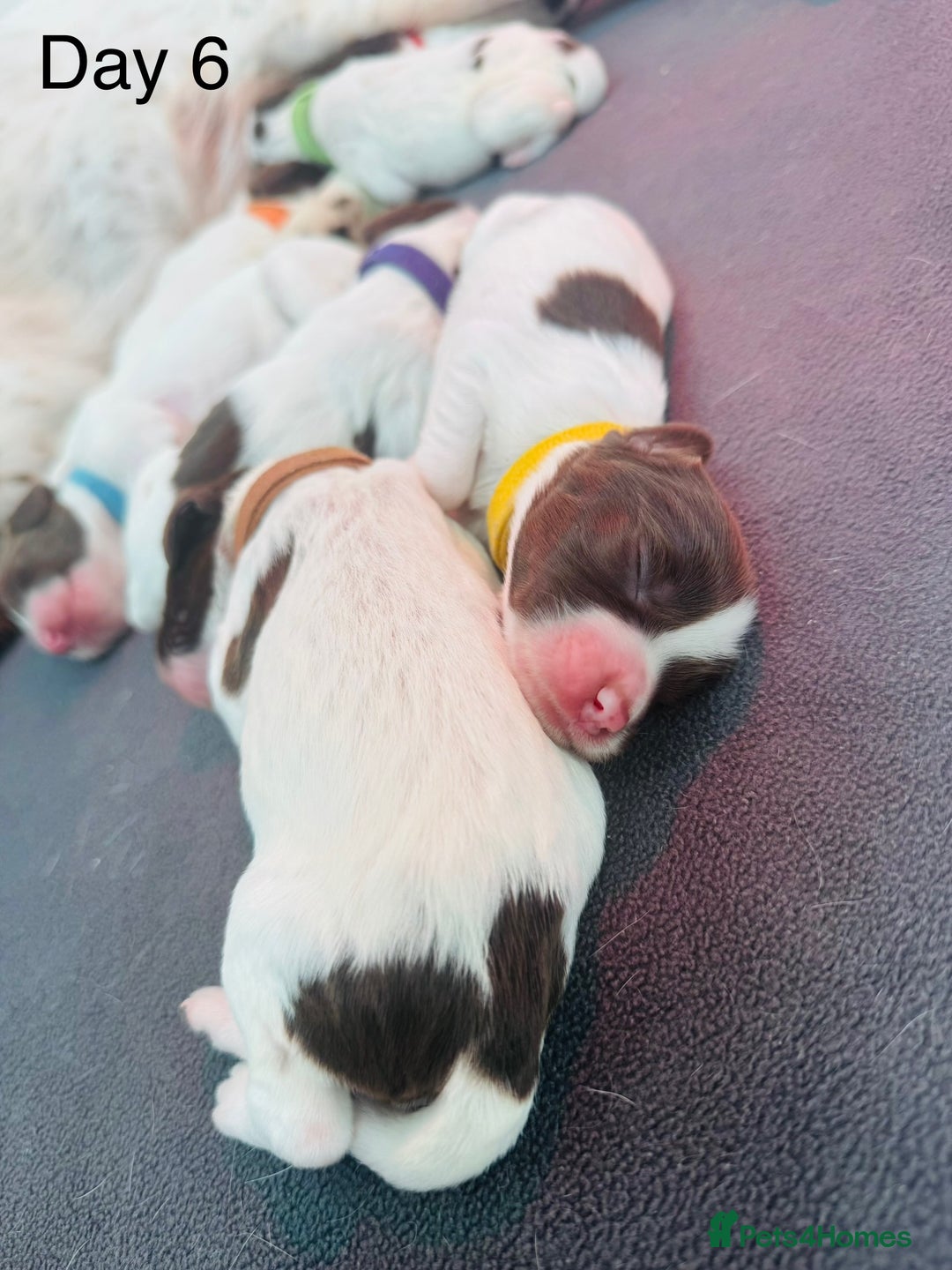 English Springer Spaniel dogs for sale: KC Quality English Springer Spaniels - Image 32