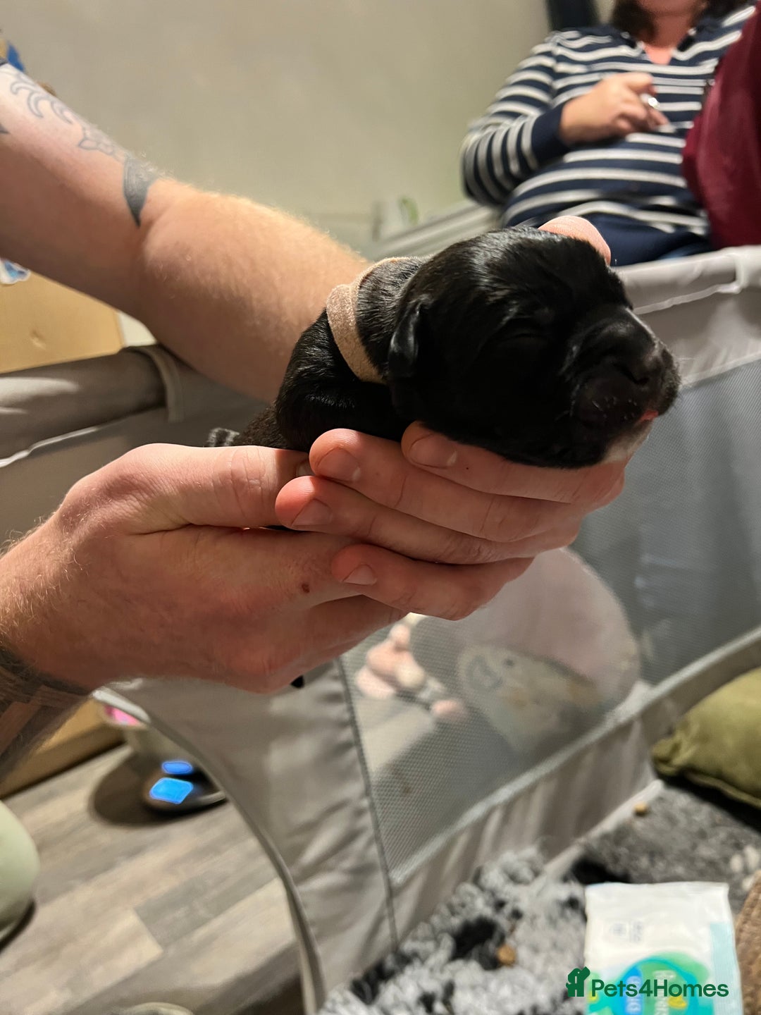 Cane Corso dogs for sale: Litter of 10 cane corso puppies family reared  - Advert 2