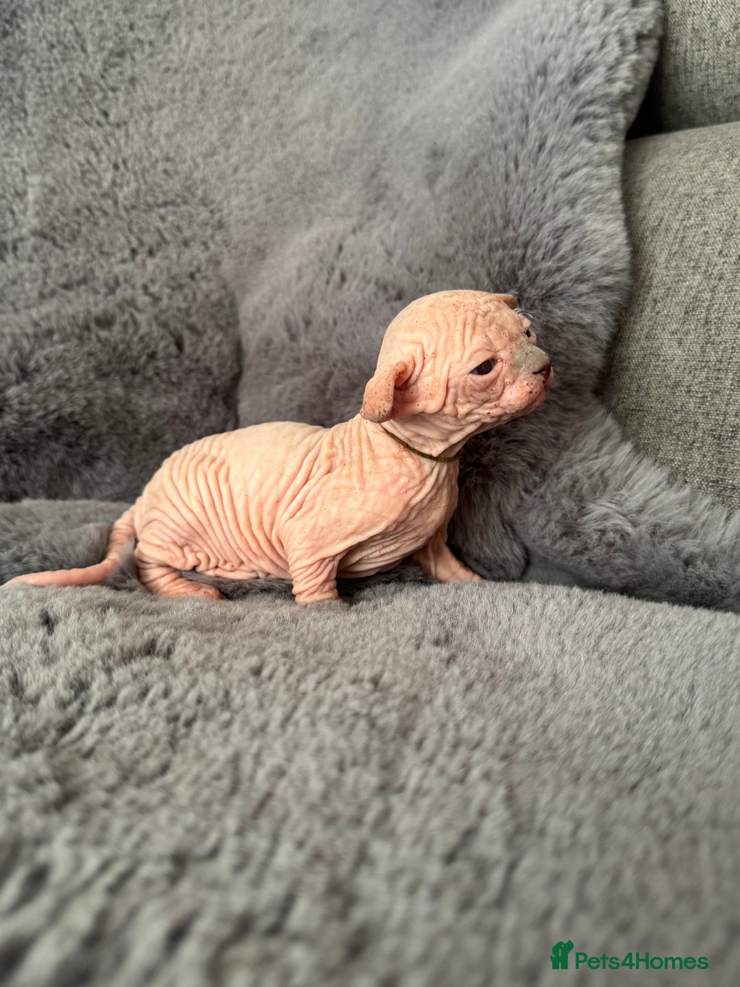 Sphynx cats for sale: 🔥Sphynx and Elf kittens🔥 - Image 7
