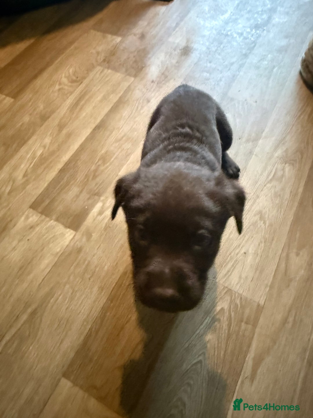 Labrador Retriever dogs for sale: Puppies - Image 6