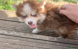 Pomsky dogs for sale: Pomsky puppies - Image 31