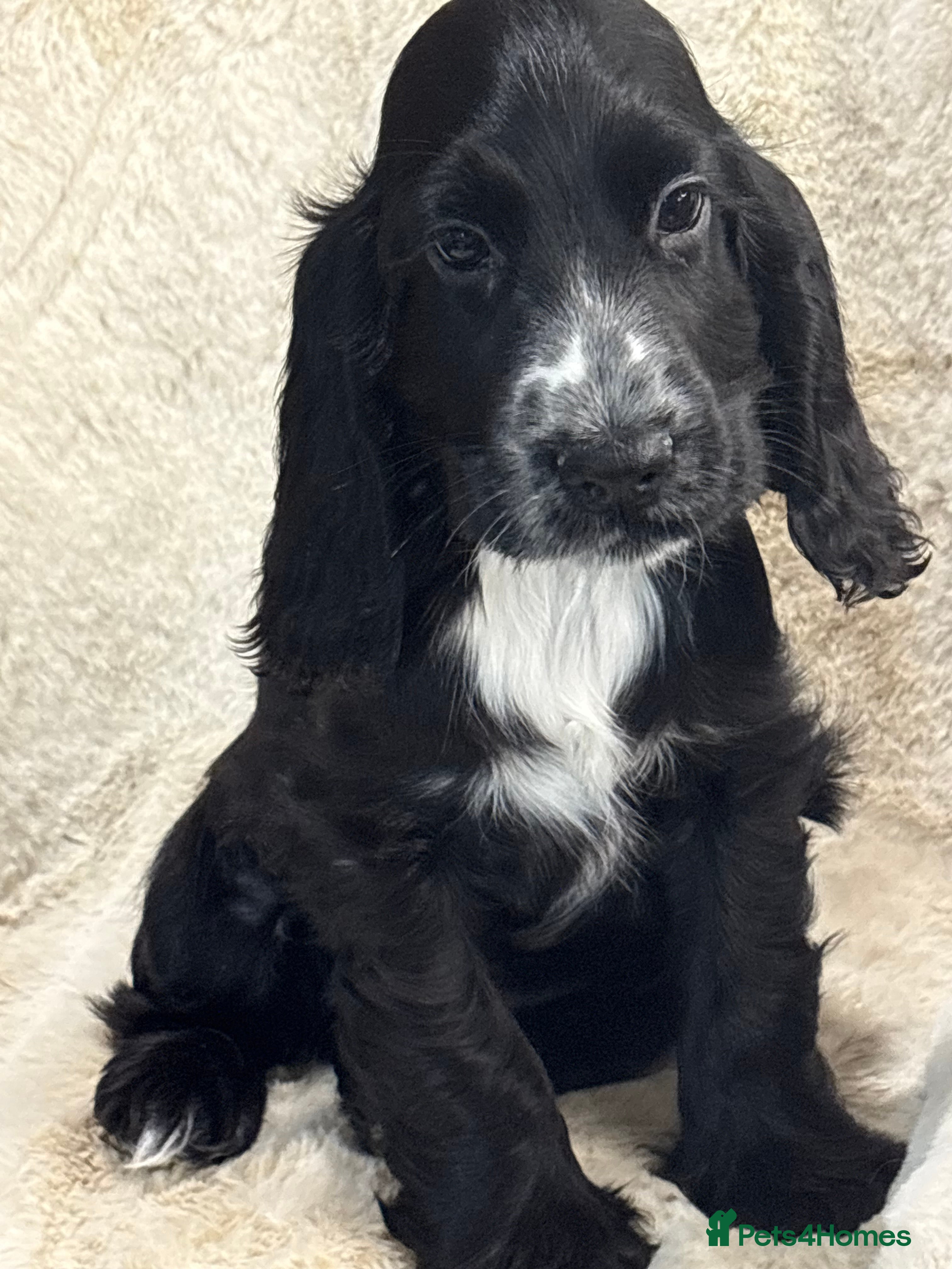 Cocker Spaniel dogs Health tested cocker spaniel puppies  - Advert 5