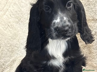 Cocker Spaniel dogs Health tested cocker spaniel puppies - Advert 5