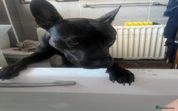 Mixed Breed dogs for sale: Bear - Staffy X German Shepherd - Image 19