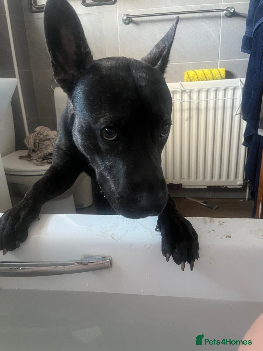 Mixed Breed dogs for sale: Bear - Staffy X German Shepherd - Image 19