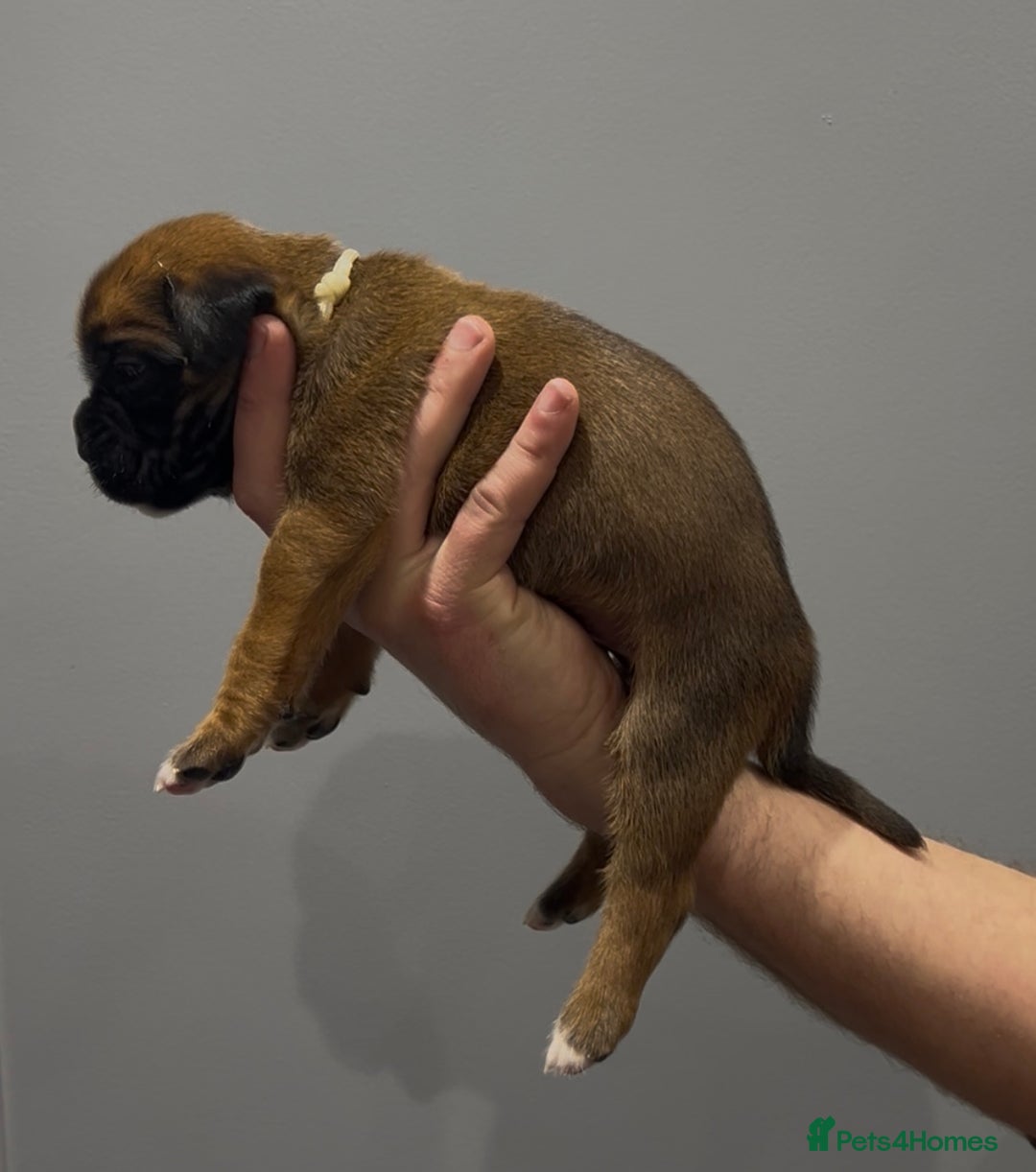 Boxer dogs for sale: 9 Beautiful Boxer Puppies - Pet Only  - Advert 28