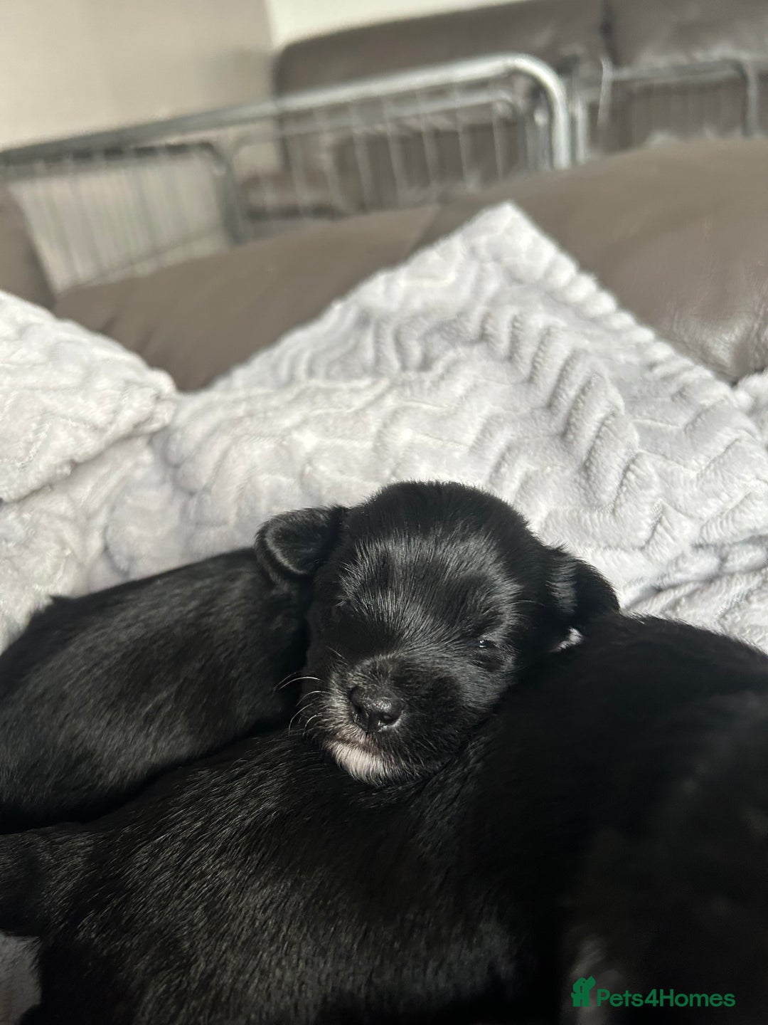 Mixed Breed dogs for sale: Maltipoo X Puppies For Sale 🐶🐾 - Image 10