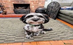 Cockapoo dogs for stud: F1 Cockapoo for stud - Image 1