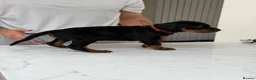 Dobermann dogs for sale: European Doberman puppies! - Advert 18