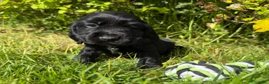 Cocker Spaniel Puppy 1
