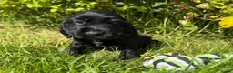 Cocker Spaniel dogs for sale: Show Type +DNA tested - Advert 4