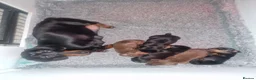 Miniature Dachshund dogs for sale: For Sale Beautiful KC reg Miniature Dachshunds in Leek - Advert 5
