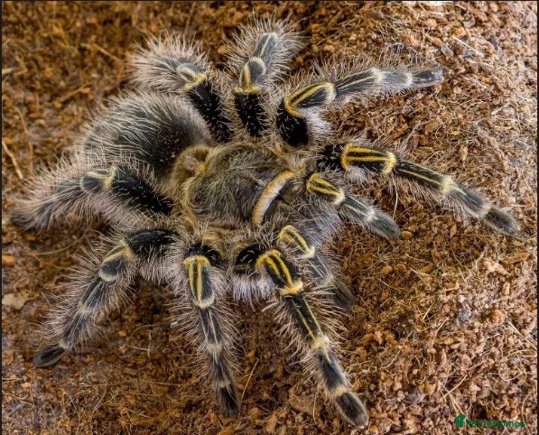 Tarantulas invertebrates for sale: TARANTULAS - LAST FEW LEFT!!! - Advert 3