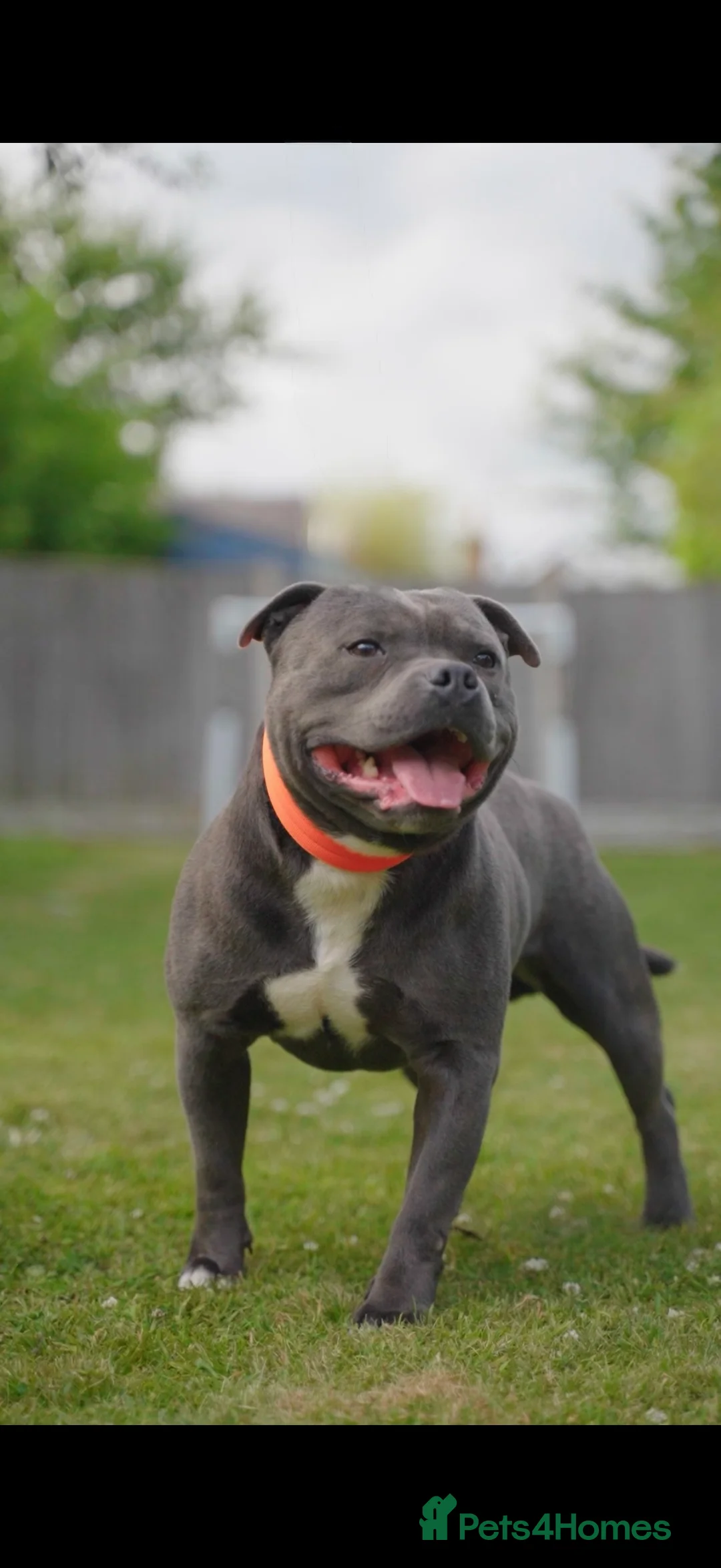 Staffordshire Bull Terrier dogs for stud: WORLD FAMOUS BLOODLINE! KC REG LOW COI%  in Nottingham - Advert 2