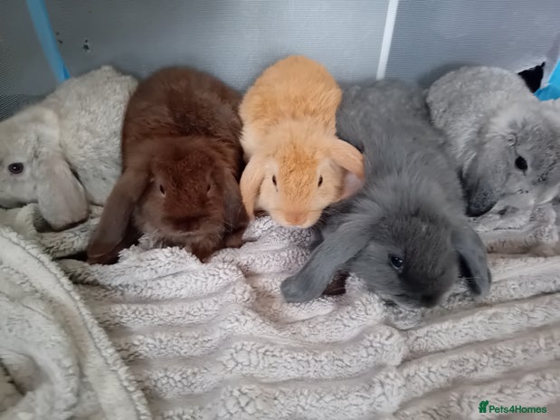 Mini Lop rabbits for sale - Advert 1