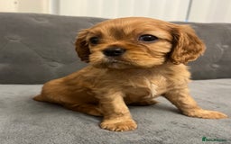 Cavalier King Charles Spaniel dogs for sale: Stunning Cavalier King Charles Spaniels - Image 12
