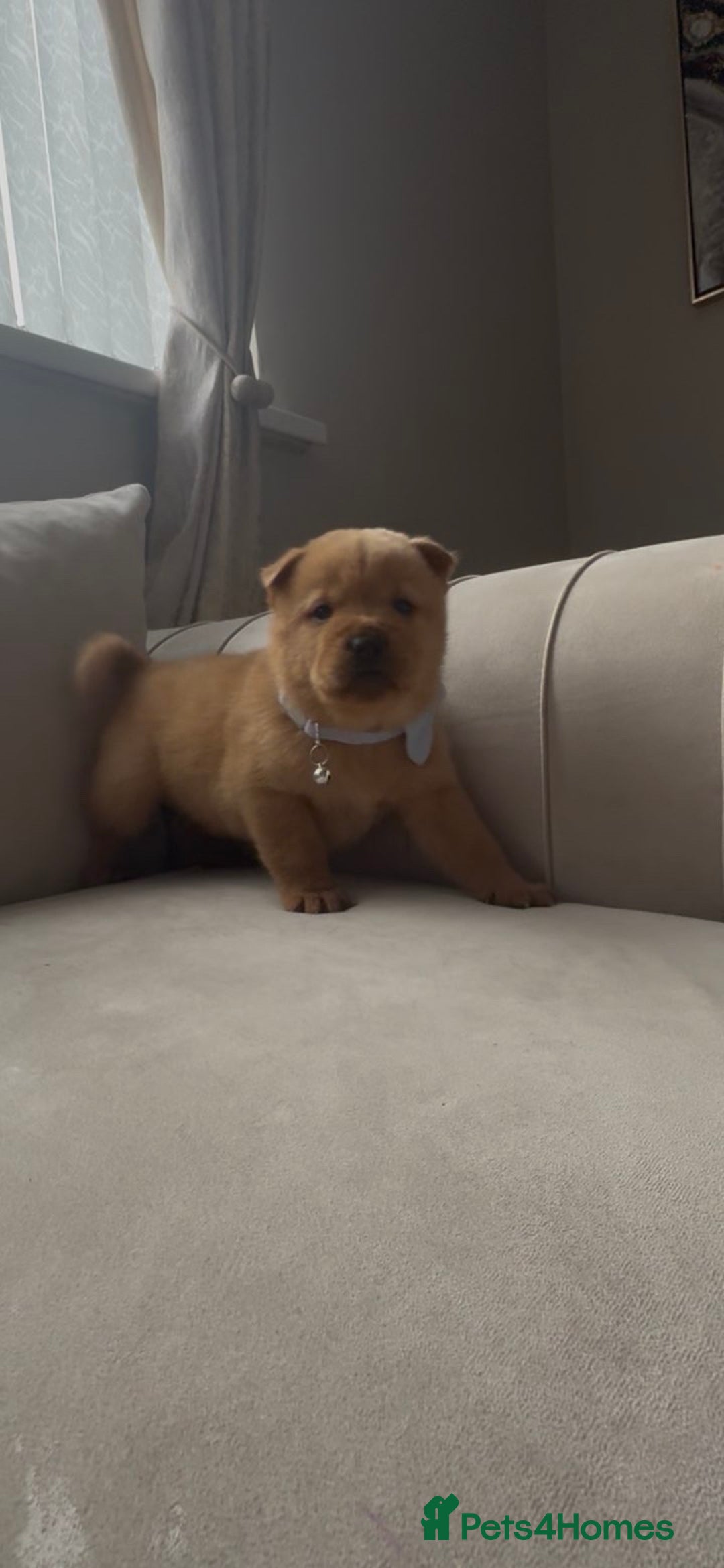 Mixed Breed dogs for sale: Chowweiler puppy’s  - Advert 4