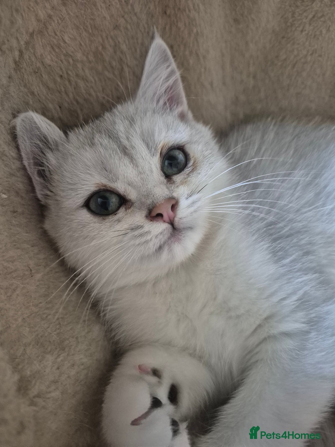 British Shorthair cats for sale: Ready now British silver shorthair Gccf registered - Image 1