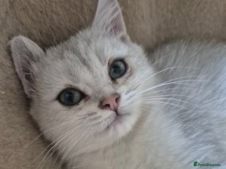 British Shorthair cats - Advert 8