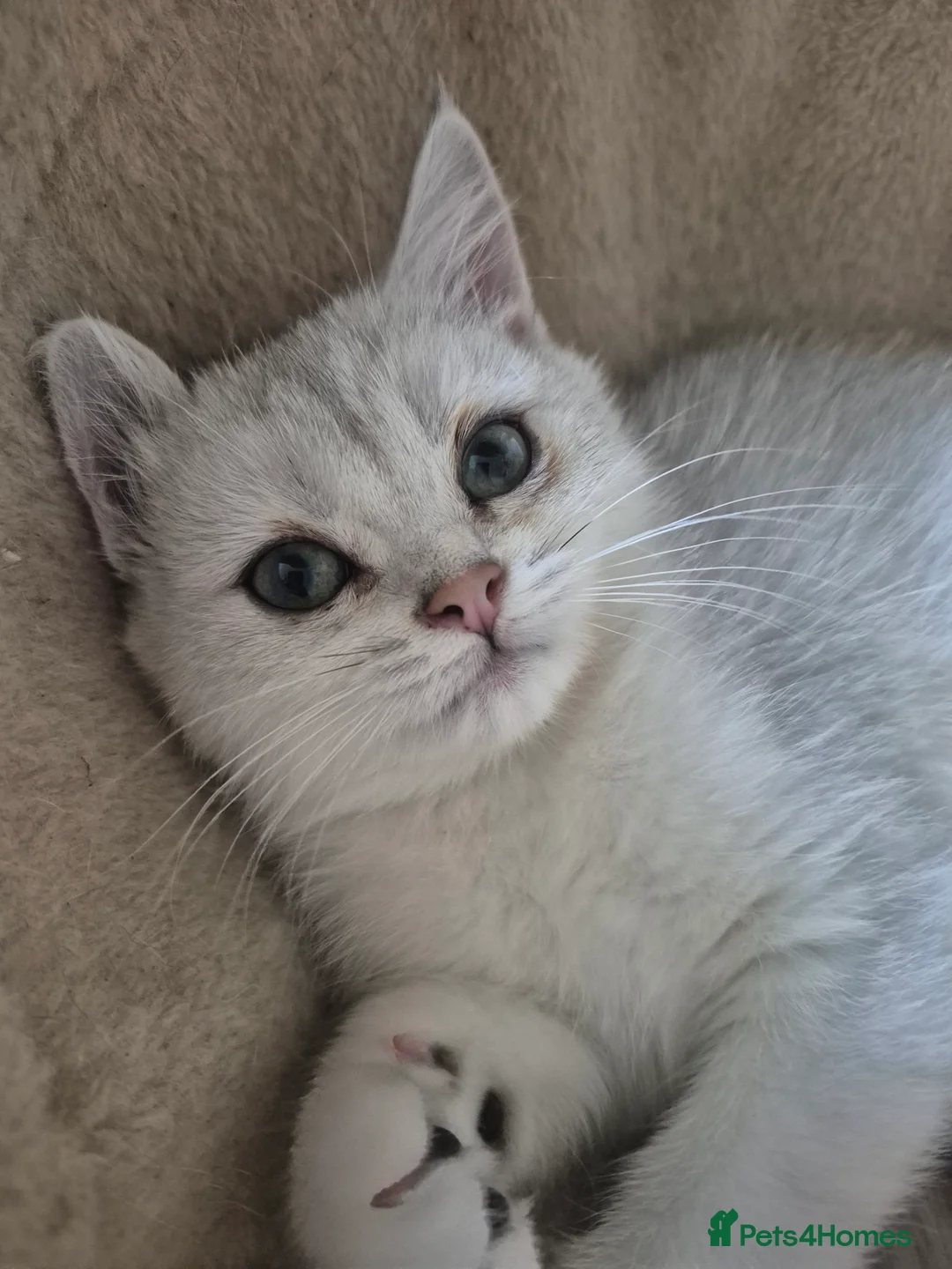 British Shorthair cats for sale: GCCF one boy British silver shorthair - Advert 8