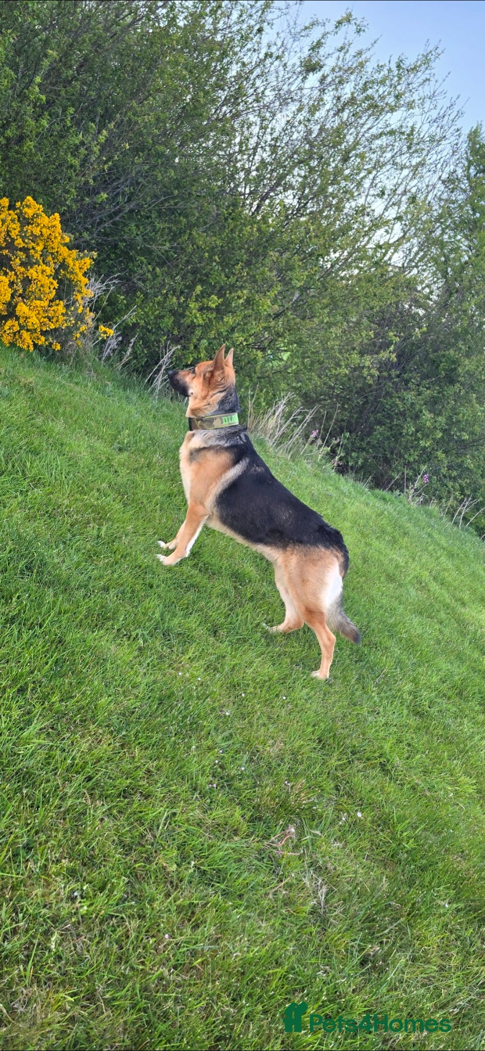 German Shepherd dogs for stud: STUD GERMAN SHEPHERD  - Advert 6