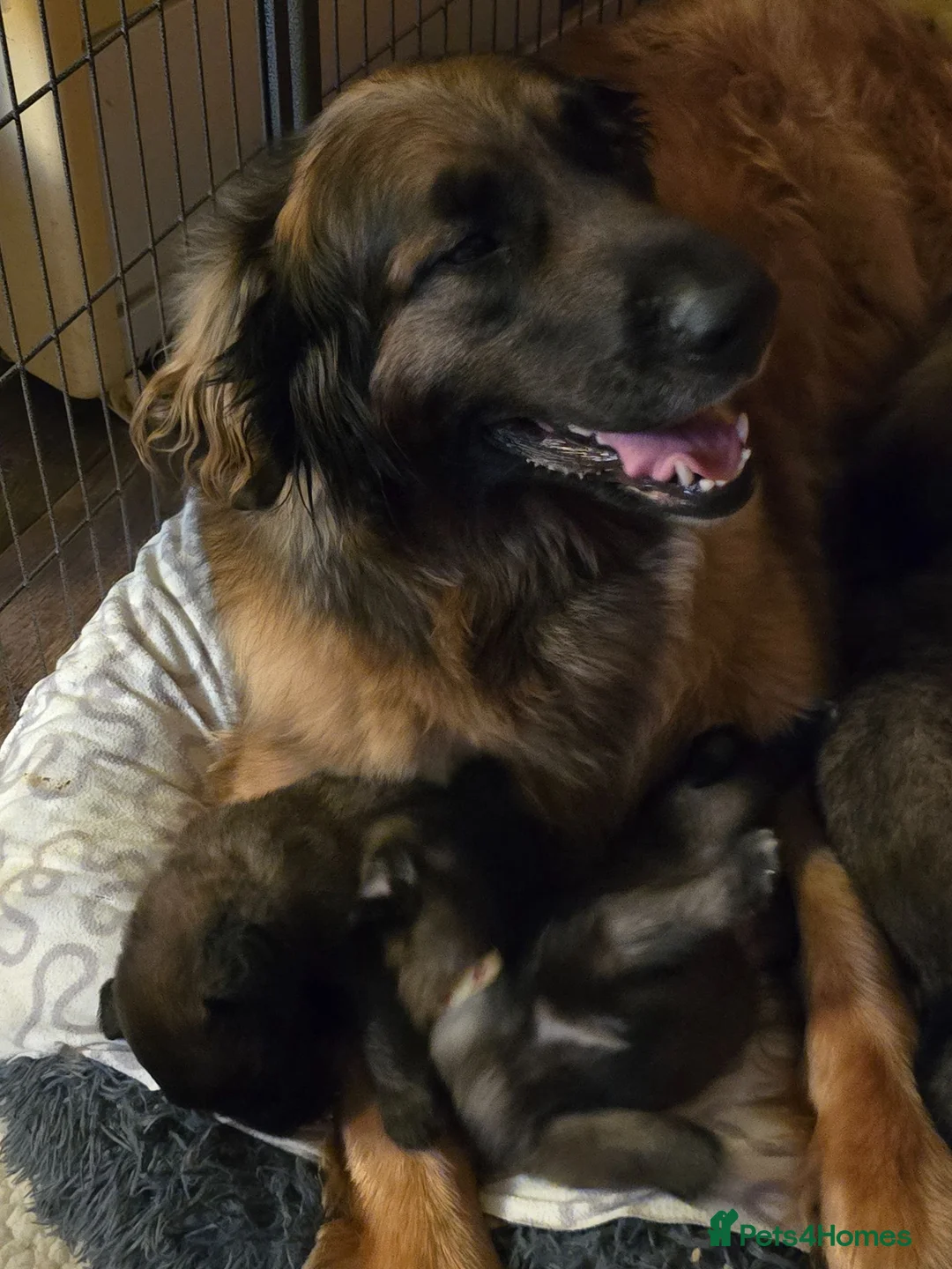 Leonberger dogs for sale: Leonberger Pups in Cranleigh - Advert 4