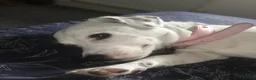 Jack Russell dogs for sale: 🐾 Beautiful 5-Year-Old Jack Russell Female 🐾 in York - Advert 6