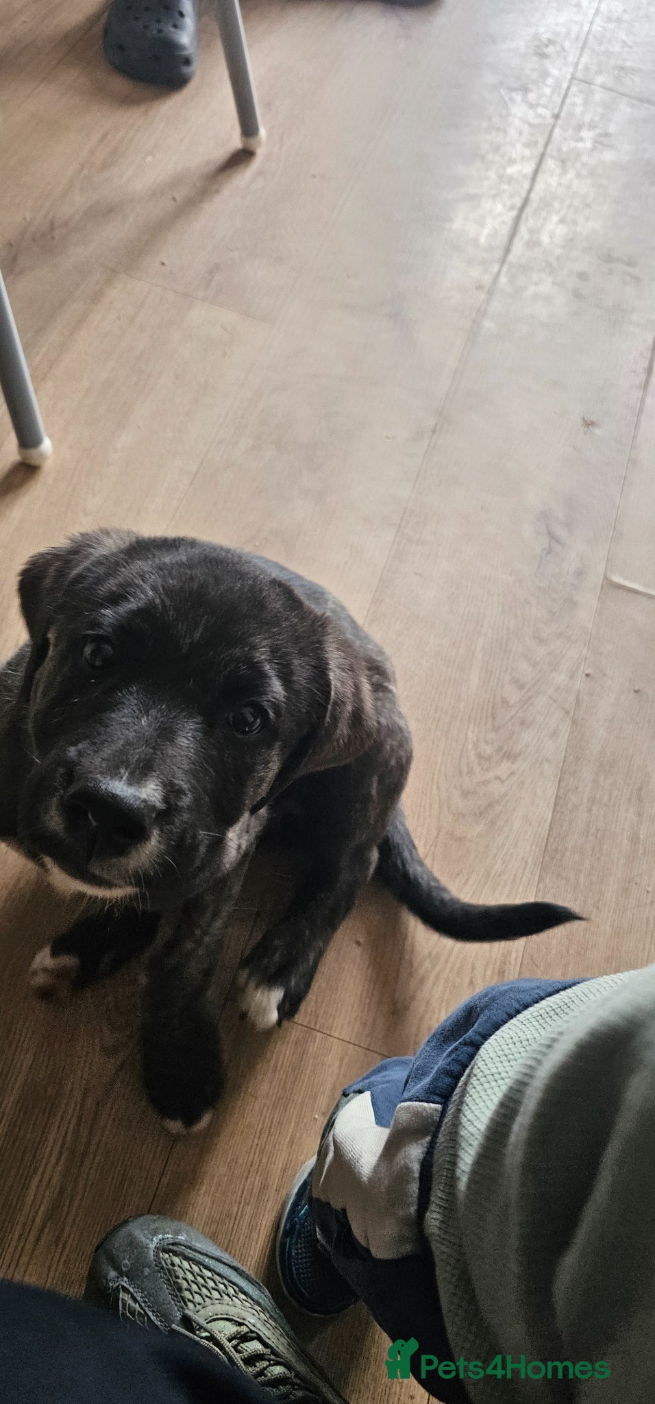 Mixed Breed dogs for sale: Beautiful bella - Advert 6