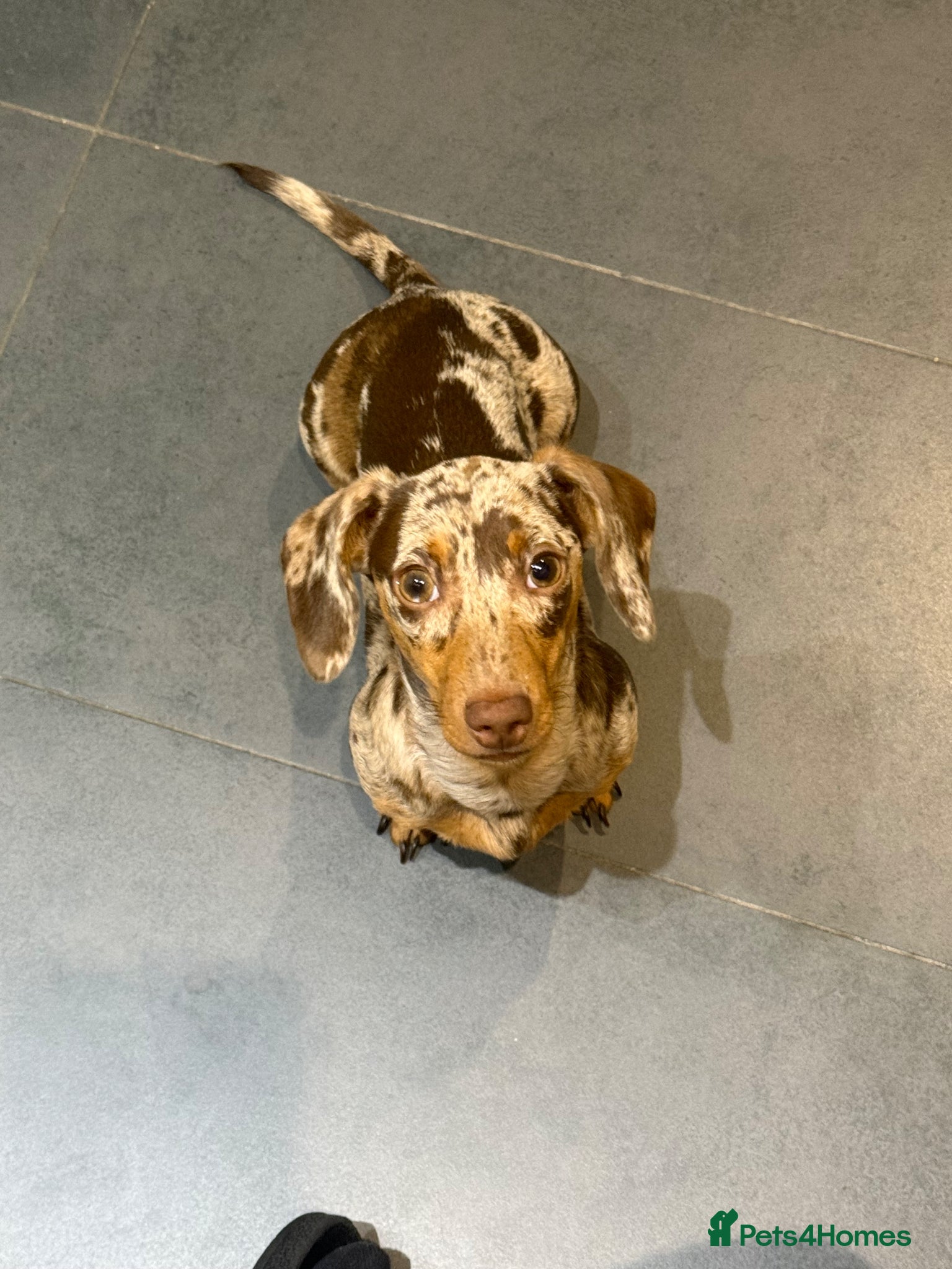 Miniature Dachshund dogs Meet Rolo, sweet little 6 month-old Dachshund - Advert 1