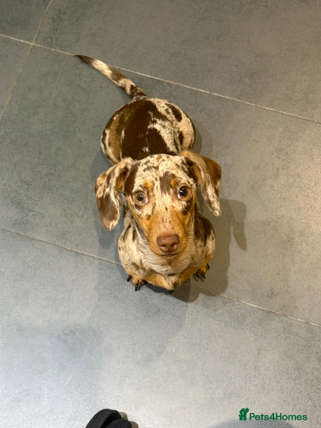 Miniature Dachshund dogs for sale: Meet Rolo, sweet little 6 month-old Dachshund - Advert 1