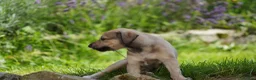 Lurcher dogs for sale: Suki x Charlie - Saluki, Collie, Bull, Grey - Advert 4