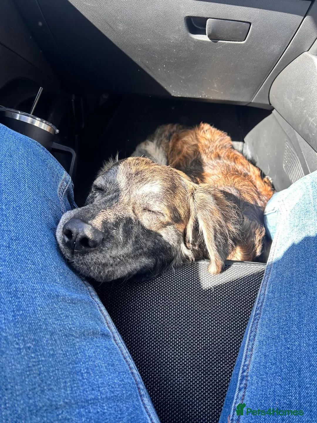 Mixed Breed dogs for adoption: Albie - Advert 6