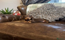 Dachshund dogs for sale: Miniatu Dachshund Puppies  - Image 8