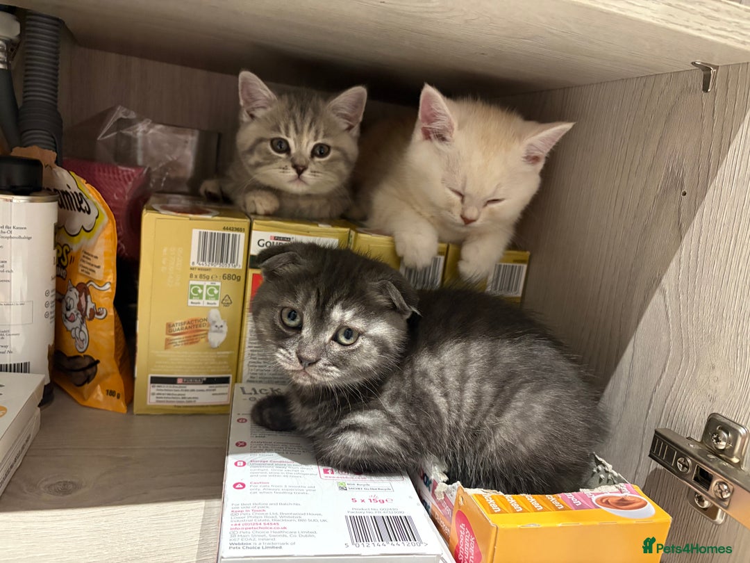 Scottish Fold cats for sale: Scottish fold kittens ready to find new homes - Image 19