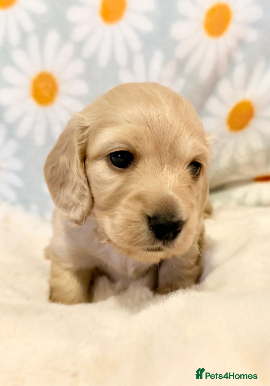 Miniature Dachshund dogs for sale: Beautiful miniature long haired cream dachshunds  - Advert 20