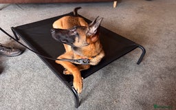 Belgian Shepherd Dog dogs for sale: Kairo - Urgent Rehome - Image 8