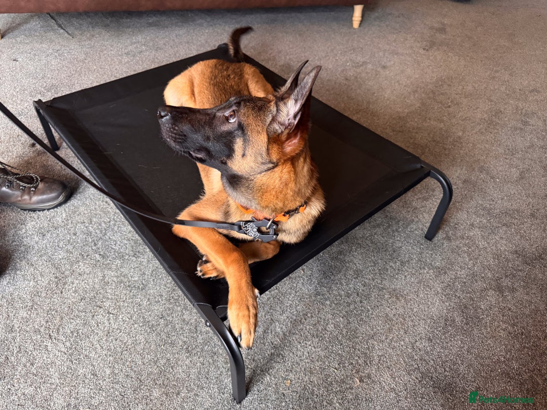 Belgian Shepherd Dog dogs for sale: Kairo - Urgent Rehome - Image 8