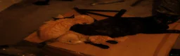 Mixed Breed cats for sale: Two ginger females in Shefford - Advert 4