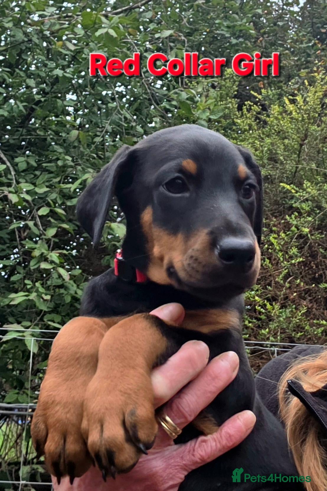 Dobermann dogs Fantastic KC Dobermann Puppies  - Advert 2