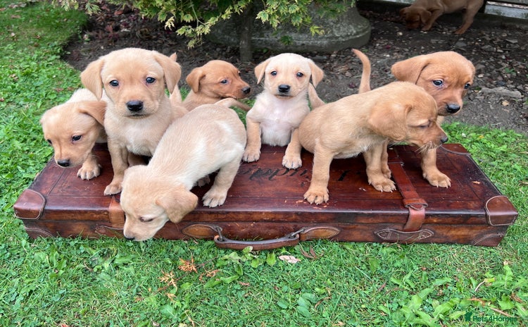 Labrador Retriever dogs - Advert 13