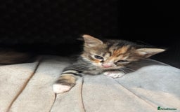 Mixed Breed cats for sale: Ragdoll mixed kittens! - Image 4