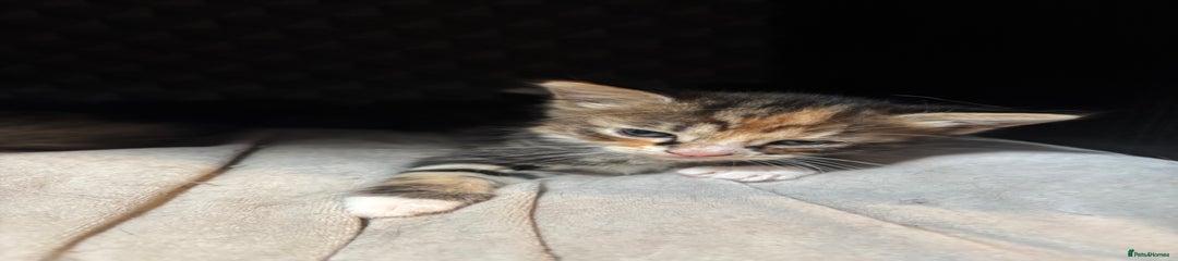 Mixed Breed Kitten 2