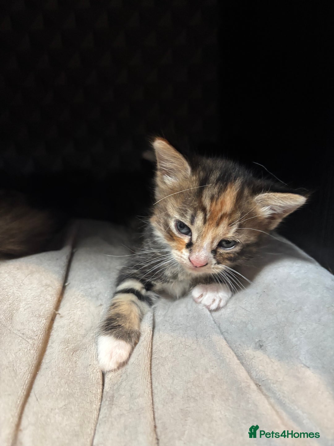 Mixed Breed cats for sale: Ragdoll mixed kittens! - Image 4