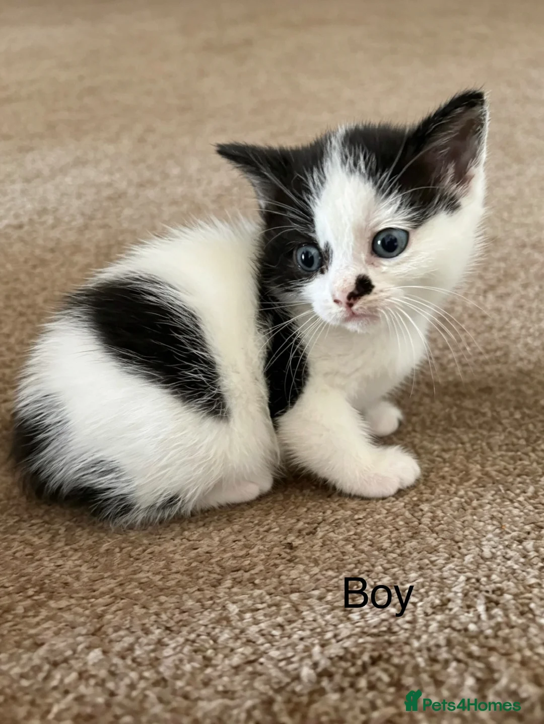 British Shorthair cats for sale: British shorthair mix kittens  - Advert 5