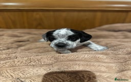 Mixed Breed dogs for sale: French bulldog x cocker spaniel pups - Advert 1