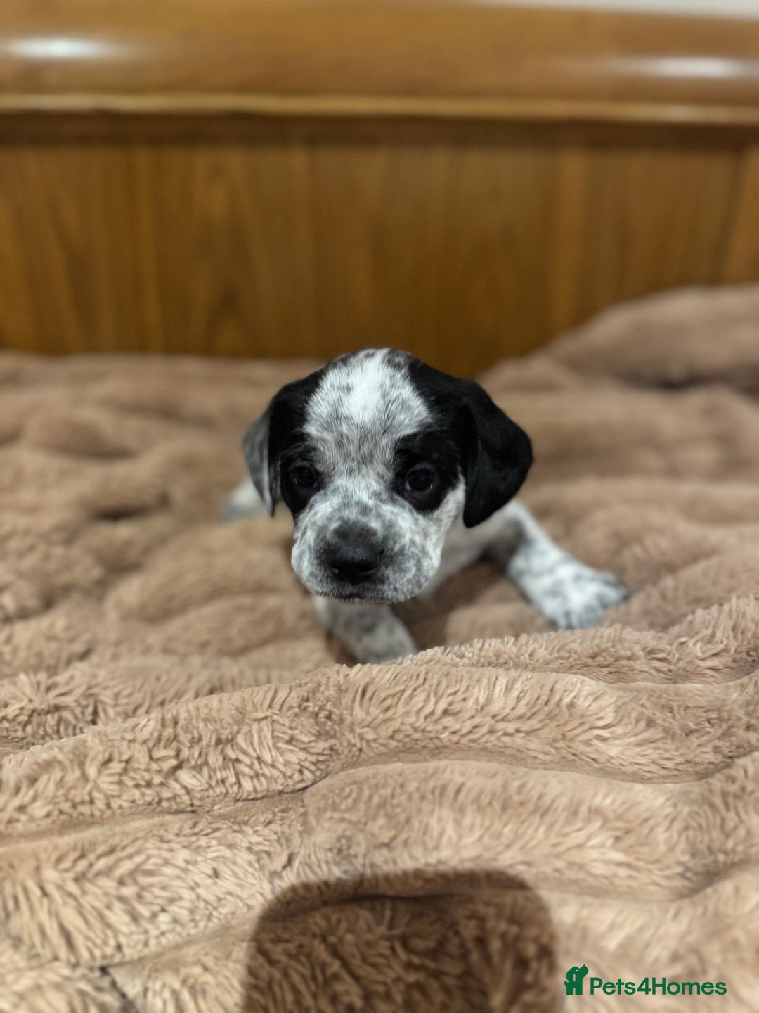 Mixed Breed dogs for sale: French bulldog x cocker spaniel pups - Advert 1